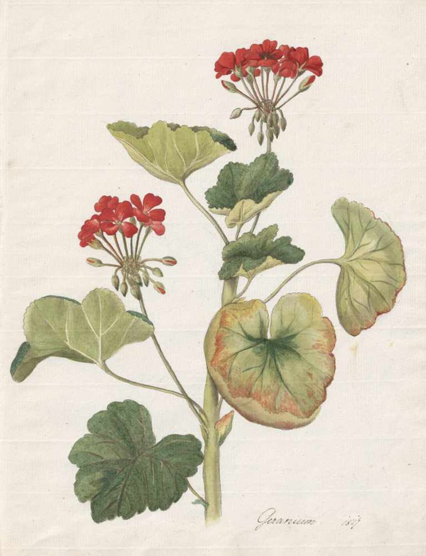 Österreichisch: 1816. Geranium1817. "Geranium".Aquarell auf Bütten. 29,5 x 22,8 cm. Unten datiert