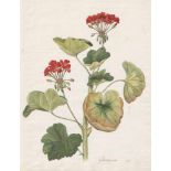 Österreichisch: 1816. Geranium1817. "Geranium".Aquarell auf Bütten. 29,5 x 22,8 cm. Unten datiert