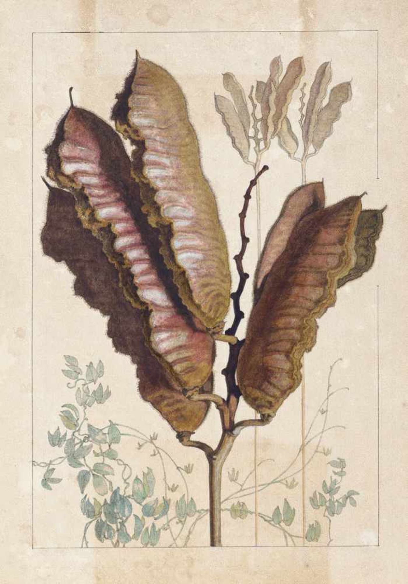 Deutsch: um 1860. Zwei botanische Studien der südamerikanischen Urwaldfrucht Mucuna urensum 1860.