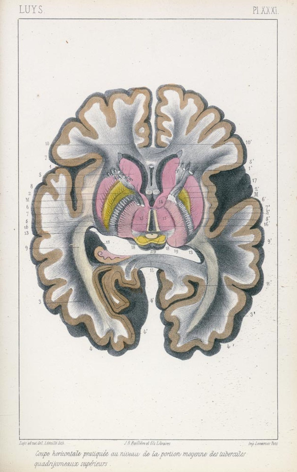 Luys, Jules Bernard: Recherches sur le système nerveux cérébro-spinal sa structure