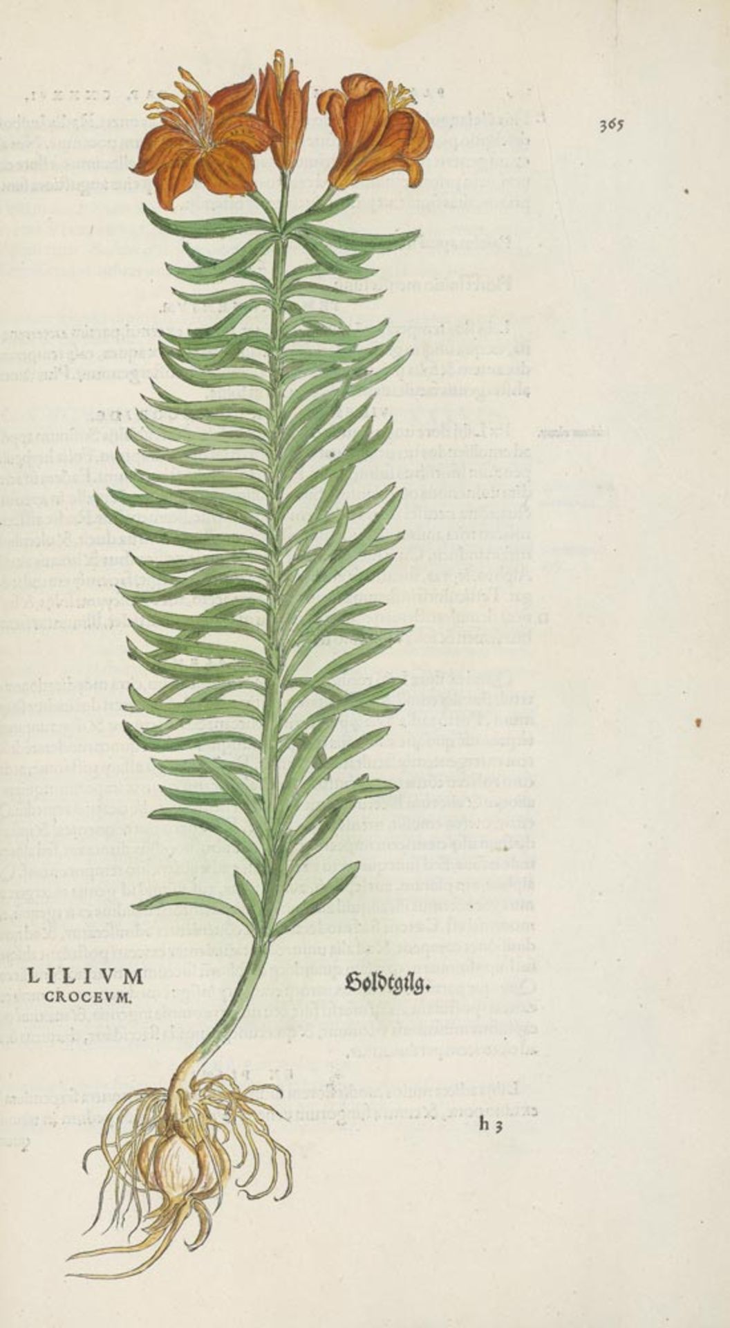 Fuchs, Leonhart: De historia stirpium commentarii insignes