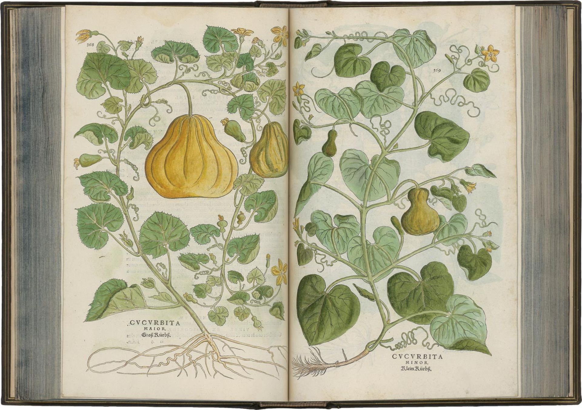 Fuchs, Leonhart: De historia stirpium commentarii insignes - Bild 5 aus 5