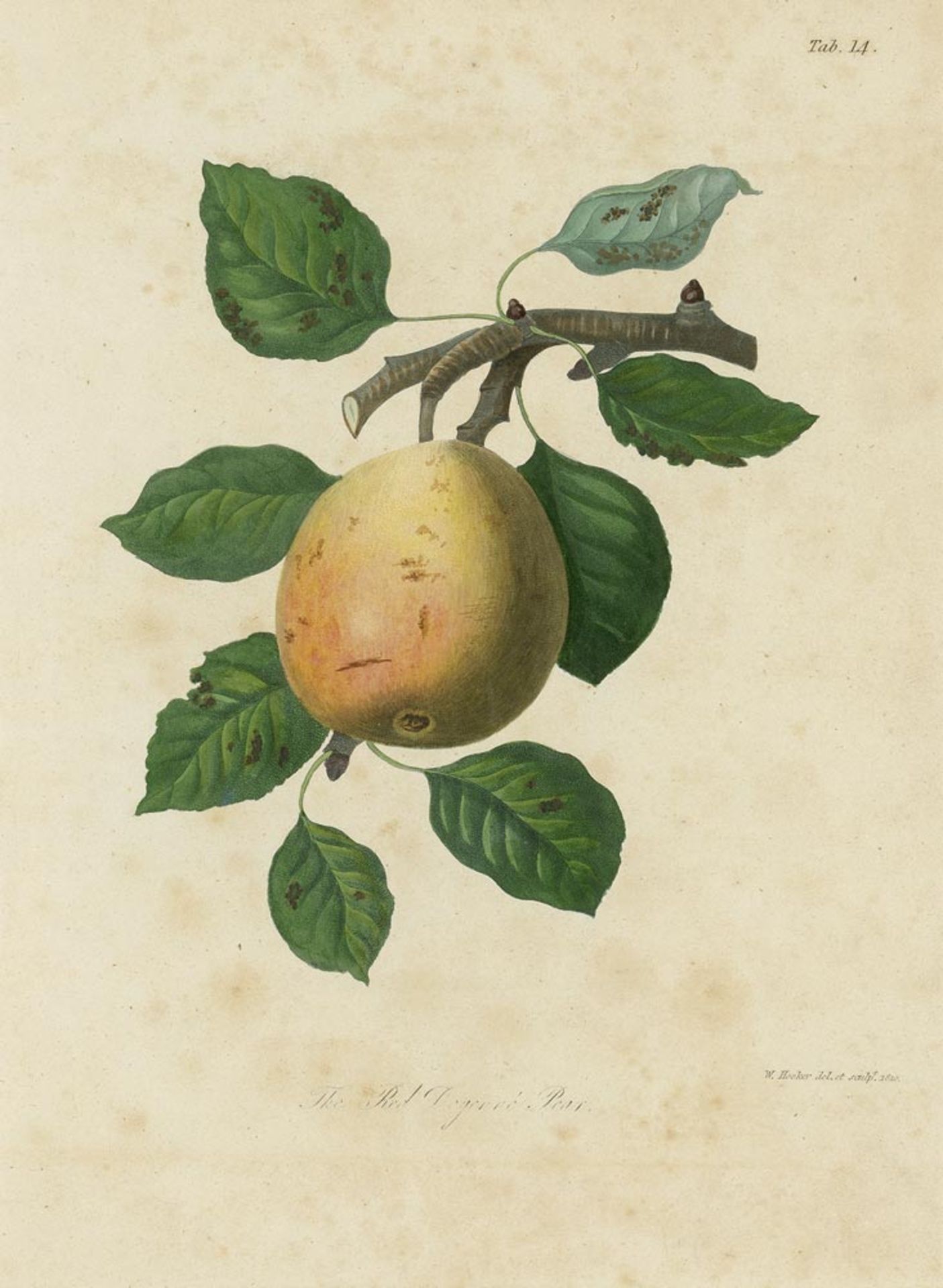Hooker, William: The Red Doyenne Pear