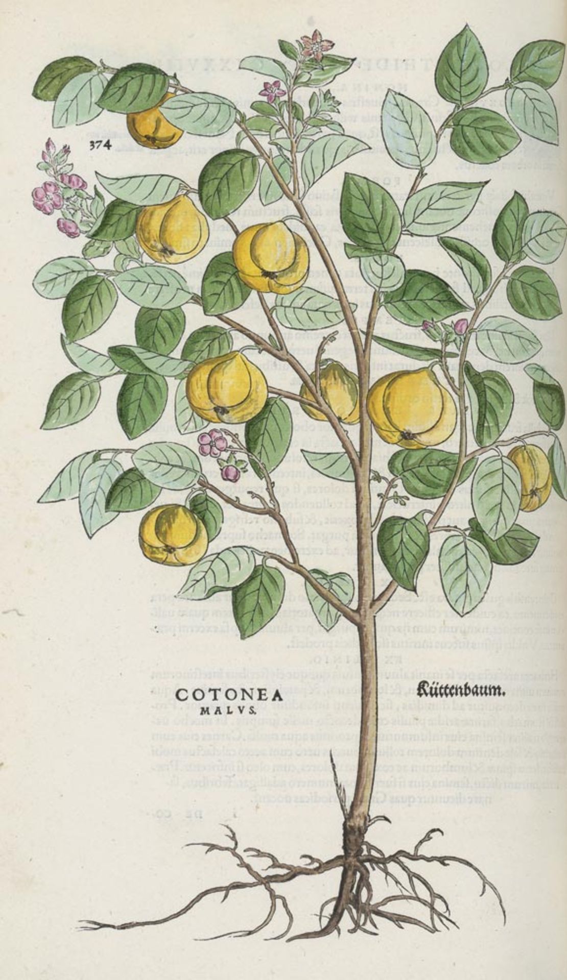 Fuchs, Leonhart: De historia stirpium commentarii insignes - Bild 2 aus 5