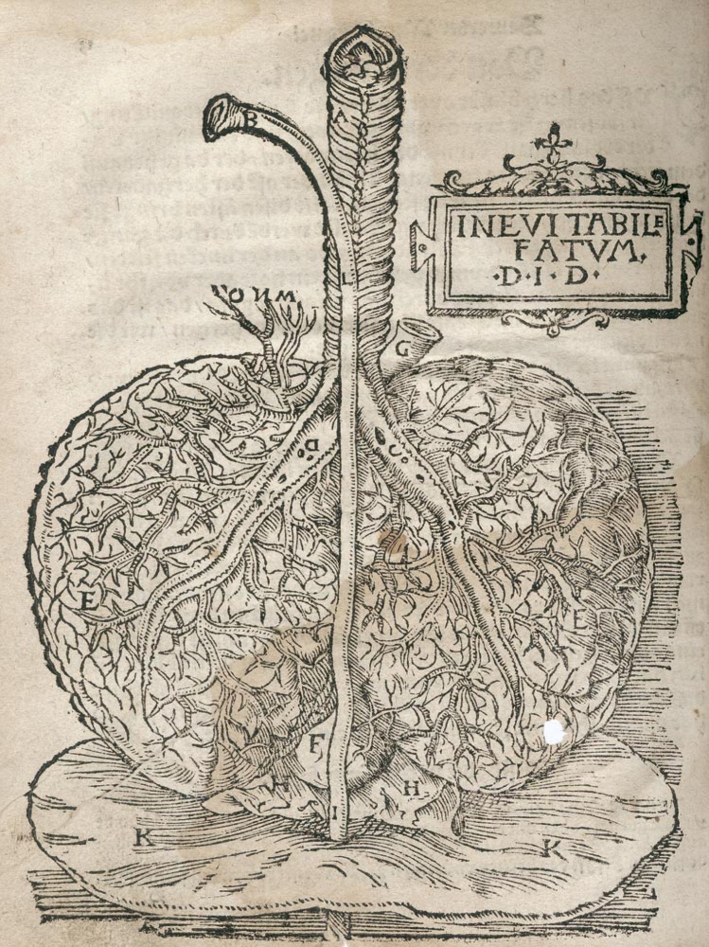 Brunschwig, Hieronymus: Distilierbuch + Feld und Stattbuch bewerter Wundtartznei - Bild 2 aus 2