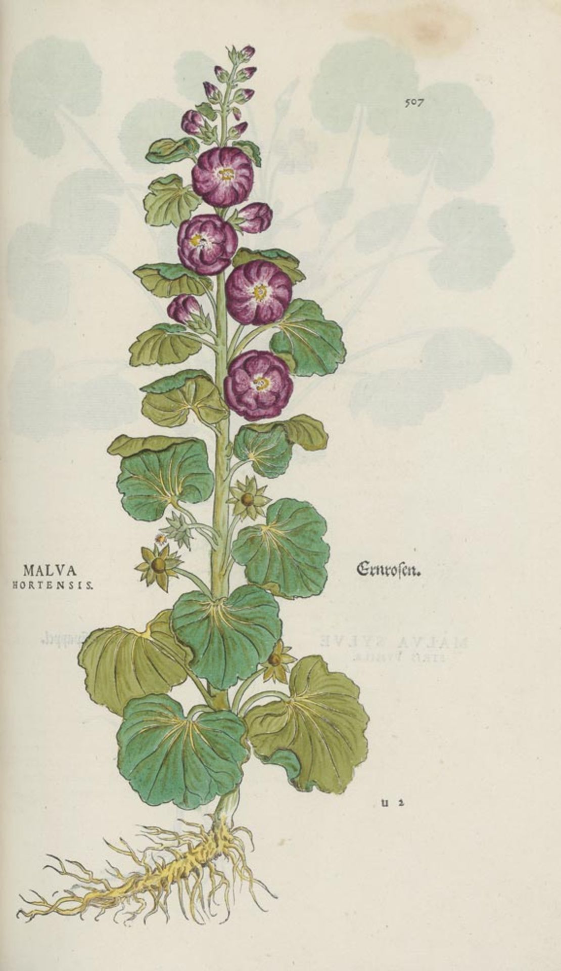 Fuchs, Leonhart: De historia stirpium commentarii insignes - Bild 4 aus 5