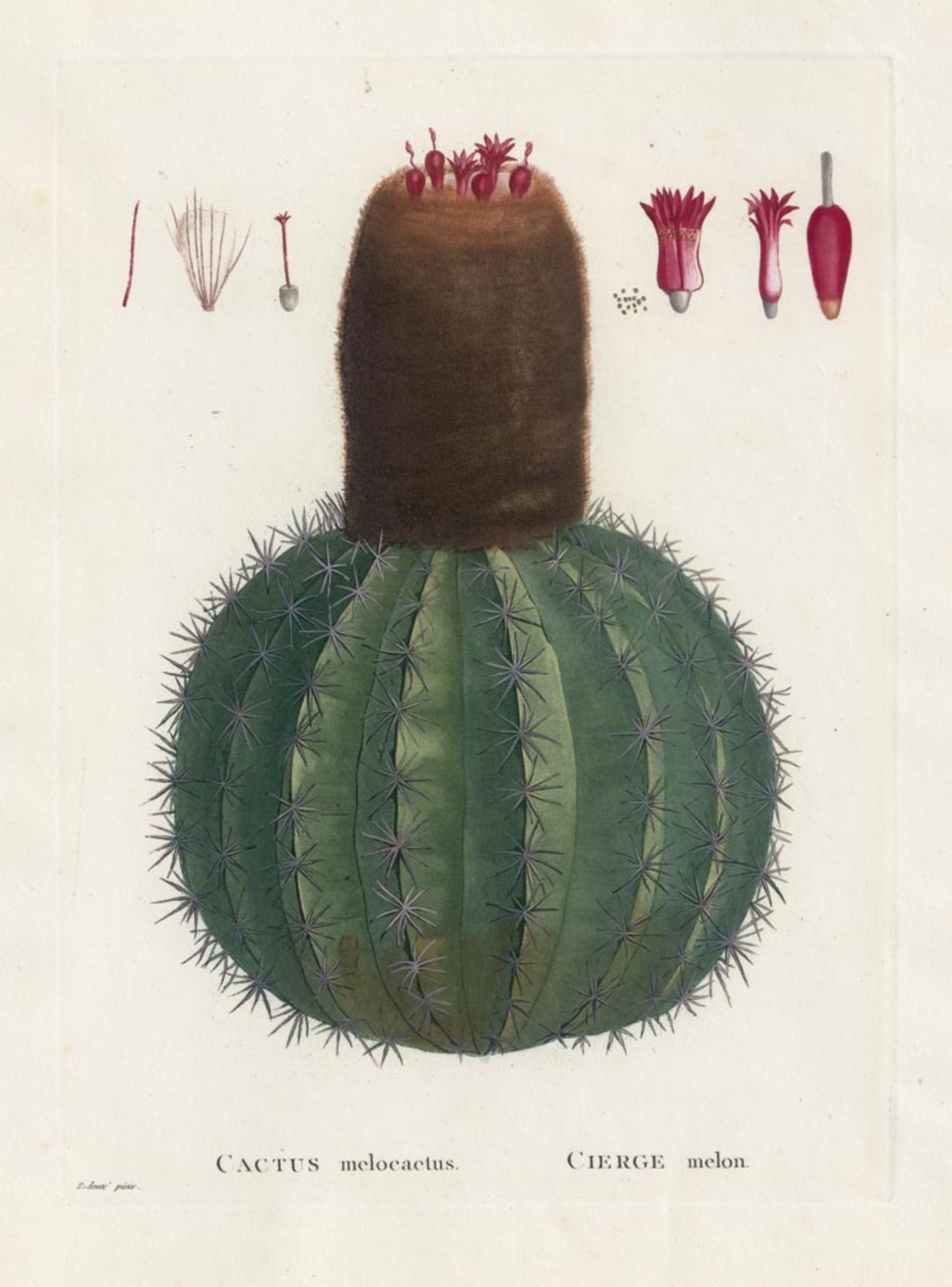 Candolle, Augustin Pyramus de und Redouté, Pierre Joseph: Plantarum succulentarum Historia