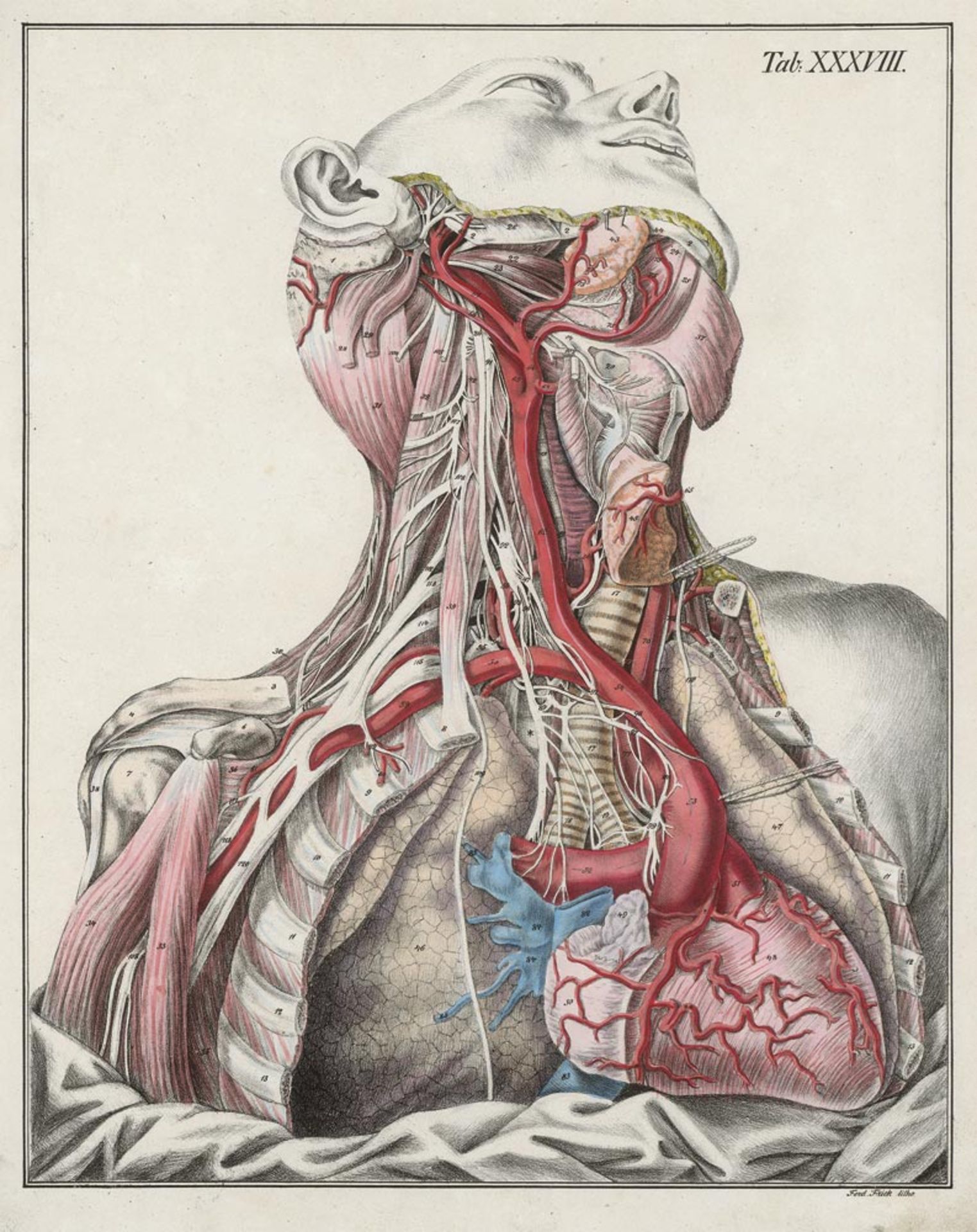 Bierkowski, Ludwig Joseph von: Anatomisch-chirurgische Abbildungen nebst Darstellungen ud