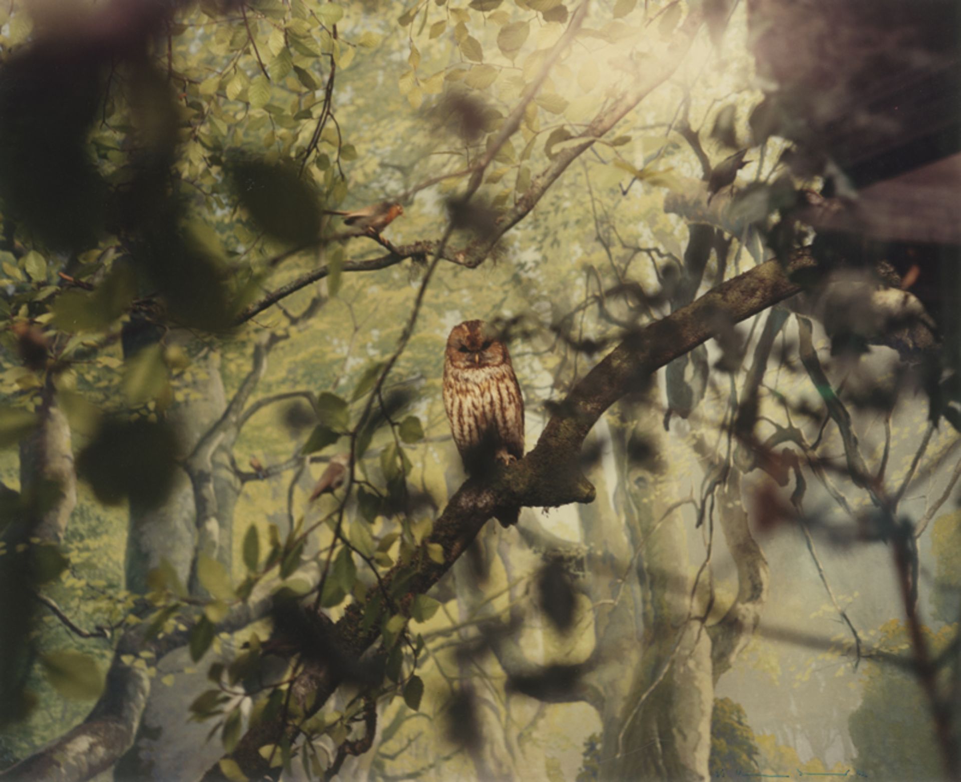 Koenig, Wilmar: Owl from the series "Le Bestiaire"