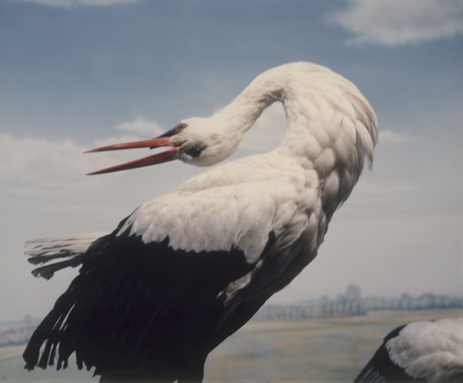 Koenig, Wilmar: Stork from the series "Le Bestiaire"