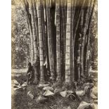 Ceylon: Rubber trees, palms, landscapes, plantations and villages