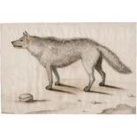 Flämisch: um 1570. Ein Zähne fletschender Wolf; Ein Wolf, nach links gewandtl