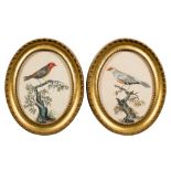 European School, early 19th Century- Exotic birds,:- a pair watercolours, ovals, each 16.5 x 12.5cm.