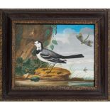 Manner of Nicholas Huet [19th Century]- Study of a wagtail, dragonfly and insects by a lakeside,