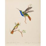 Follower of Nicholas Huet [19th Century]- Hummingbirds; Blue Bellied Parrot,