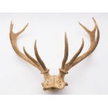 A set of 10 point antlers and a set of 14 point antlers on a shield plinth:.