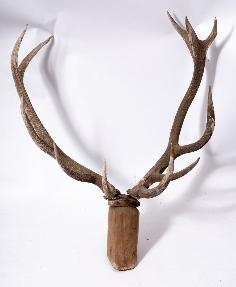 Two early 20th century preserved deer heads on an oak shield plinth:, - Image 2 of 6