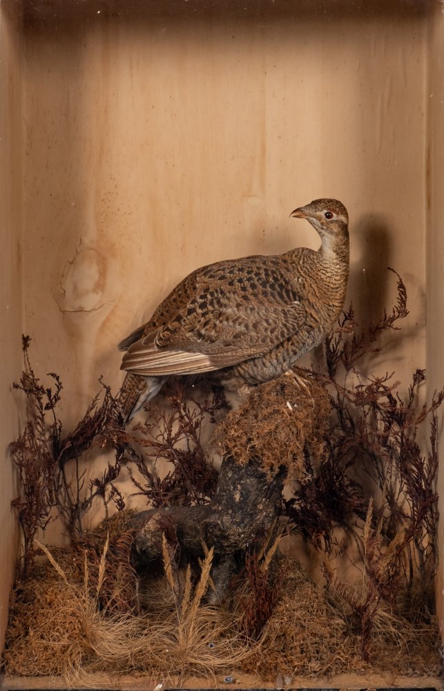 (Bonasa umbellus) Ruffed Grouse:, a cased taxidermy specimen, unsigned, 78.5 x 45.5 x 24cm.