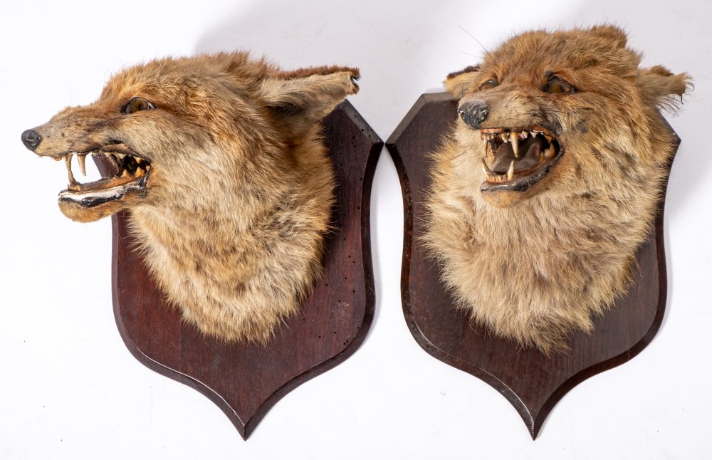 A taxidermy fox mask by Peter Spicer, Leamington:,