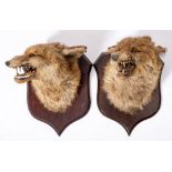 A taxidermy fox mask by Peter Spicer, Leamington:,