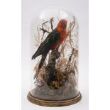 A late Victorian taxidermy parrot under glass dome:, unsigned,