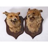 A pair of taxidermy mounted fox masks by Peter Spicer, Leamington Spa:,