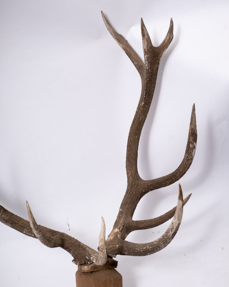 Two early 20th century preserved deer heads on an oak shield plinth:, - Image 5 of 6