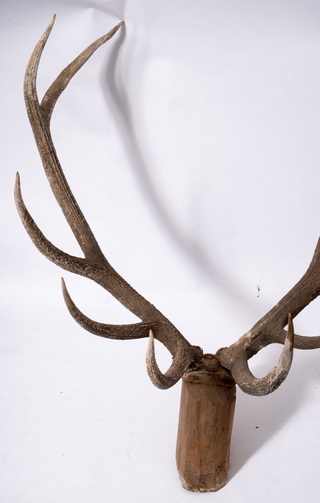 Two early 20th century preserved deer heads on an oak shield plinth:, - Image 6 of 6