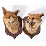 A pair of taxidermy fox masks by Spicers & Sons, Leamington:,