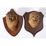 A pair of taxidermy mounted Otter masks by Peter Spicer, Leamington Spa:,