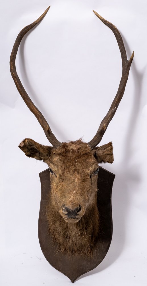 Two early 20th century preserved deer heads on an oak shield plinth:, - Image 3 of 6