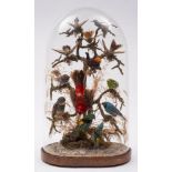 A late 19th century taxidermy group of exotic birds:, including humming birds and others,