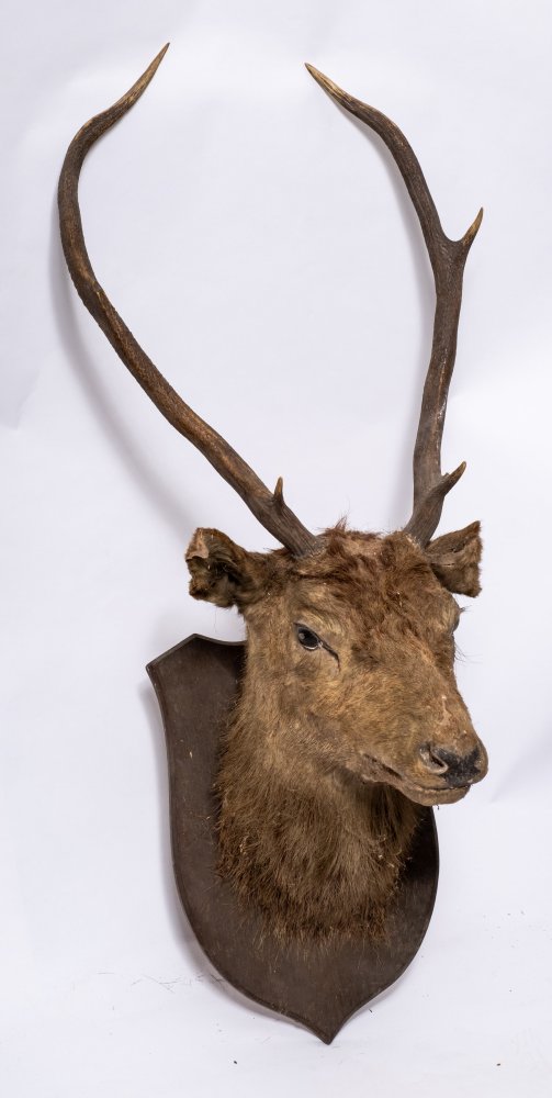 Two early 20th century preserved deer heads on an oak shield plinth:,