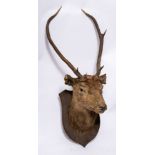Two early 20th century preserved deer heads on an oak shield plinth:,