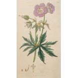 SOWERBY, James - English Botany; or, coloured figures of British plants : 36 VOLUME SET, cont.