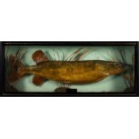 A reproduction taxidermy pike: naturally set in a glazed case inscribed 'Pike 10lbs 2oz' to front,