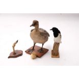 A taxidermy goose:, mounted on a plinth base with plaque 'Bacalton, 1972' 47cm high,