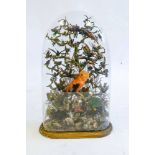 A Victorian taxidermy menagerie of tropical birds under glass dome by W E Dawe,