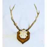 A set of eleven point stag antlers with skull mounted on an oak shield plinth,: 55cm wide.