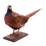 A taxidermy cock pheasant: on a wooden plinth, 35cm high.
