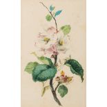 Thomas Holland [1795-1865]- Flower Studies, a group of six,:- Apple Blossom, Fuschia,