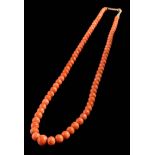 A coral bead, single-string necklace: the coral beads graduate from approximately 5mm diameter to 9.
