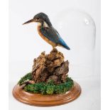 A taxidermy Kingfisher,