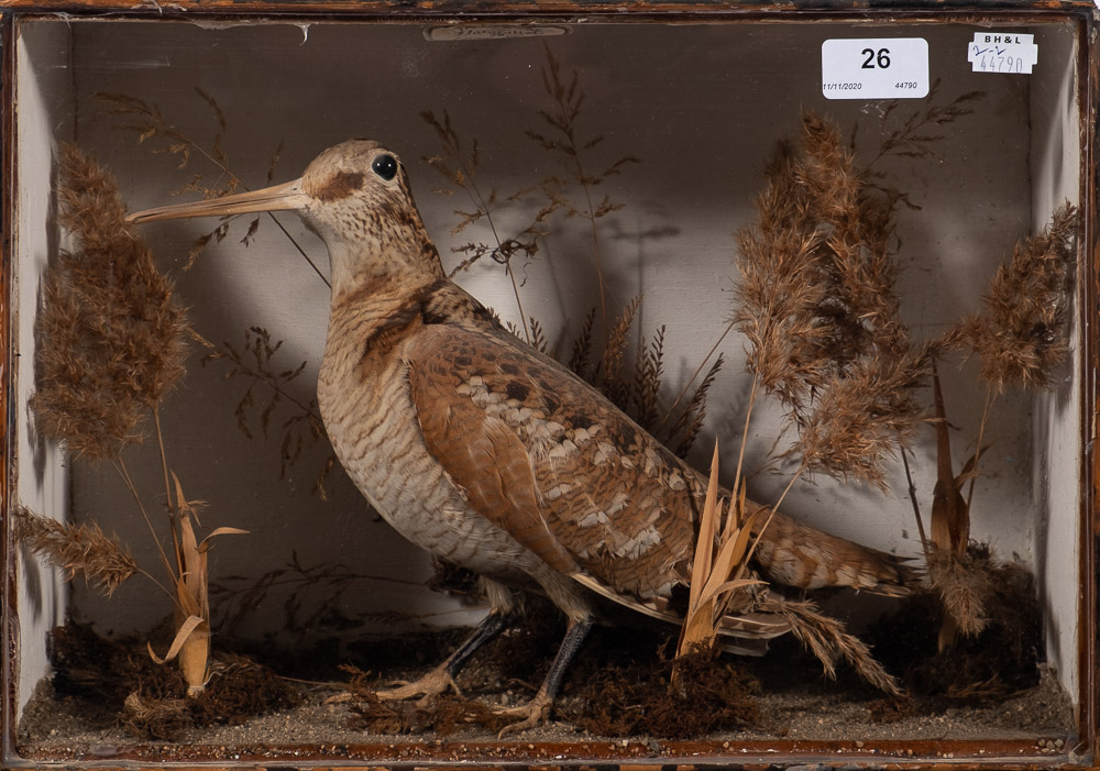 A late 19th/early 20th century cased taxidermy Snipe by William Drew,