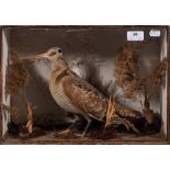 A late 19th/early 20th century cased taxidermy Snipe by William Drew,