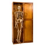 A full medical female skeleton by Adam, Rouilly & Co,