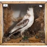 An early 20th century cased taxidermy Black-legged kittiwake: naturally set in a glazed case, 38.