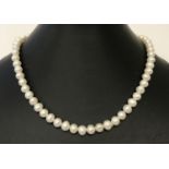 A string of freshwater pearls with a 925 silver clasp. Approx. 16 inches long.