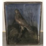 A vintage cased taxidermy of a Buzzard from F. Aston, Naturalist, Woodbridge.