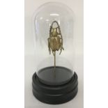A gilt metal figurine of a beetle, mounted on wooden plinth, with glass dome top.